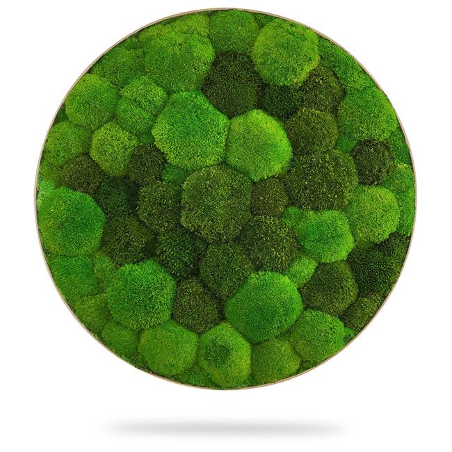 [BE000021] Moss painting circle DUO LIGHT, diameter 65 cm, oak frame