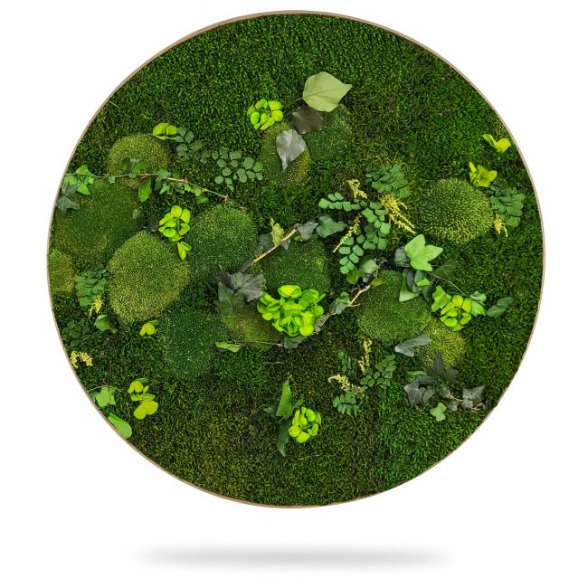 Moss painting circle PLANTS Mesia, diameter 55cm, oak frame